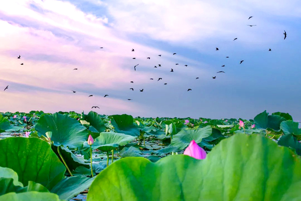 163216857.jpg 1蓮塘.jpg