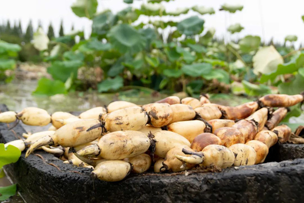 163446887.jpg 4為什麽會變黑.jpg