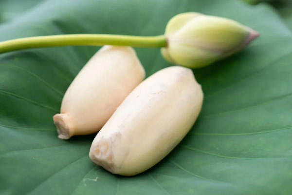 163557124.jpg 5荷葉上的藕.jpg