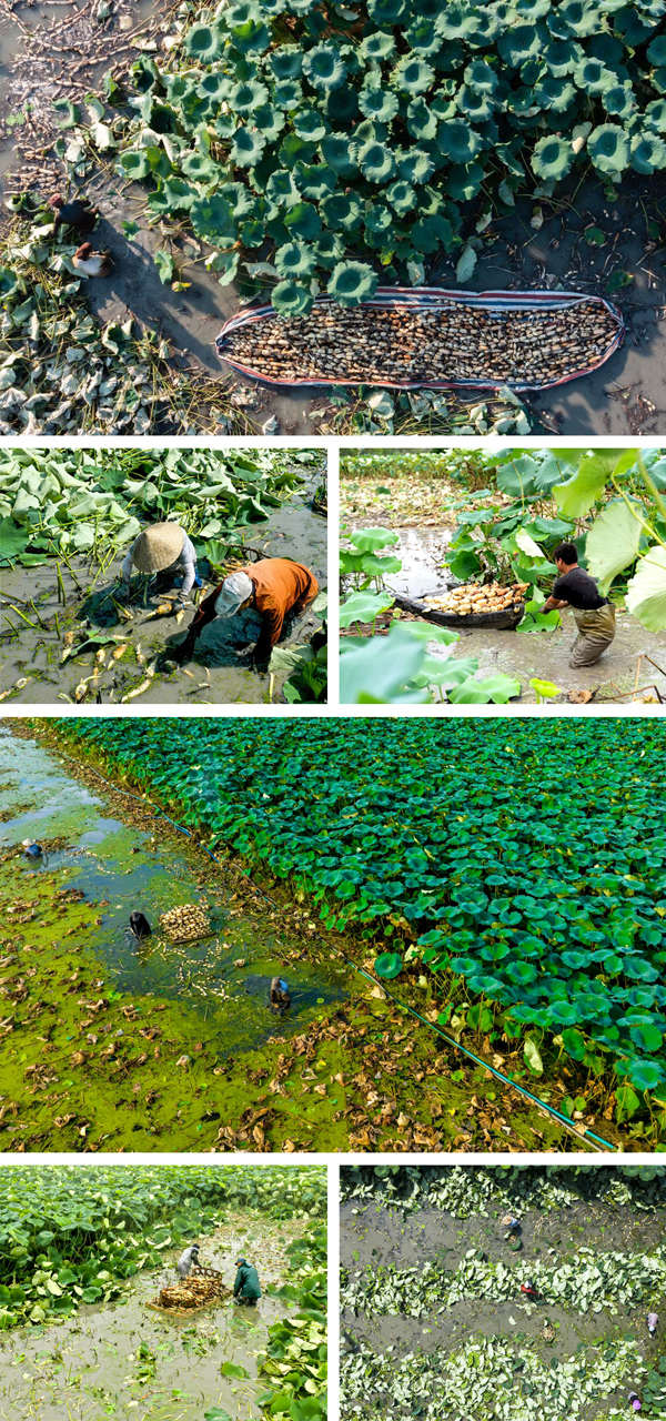 164144853.jpg 藕基地合集.jpg